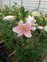 [5572 VH02 Garrotin No01.JPG]